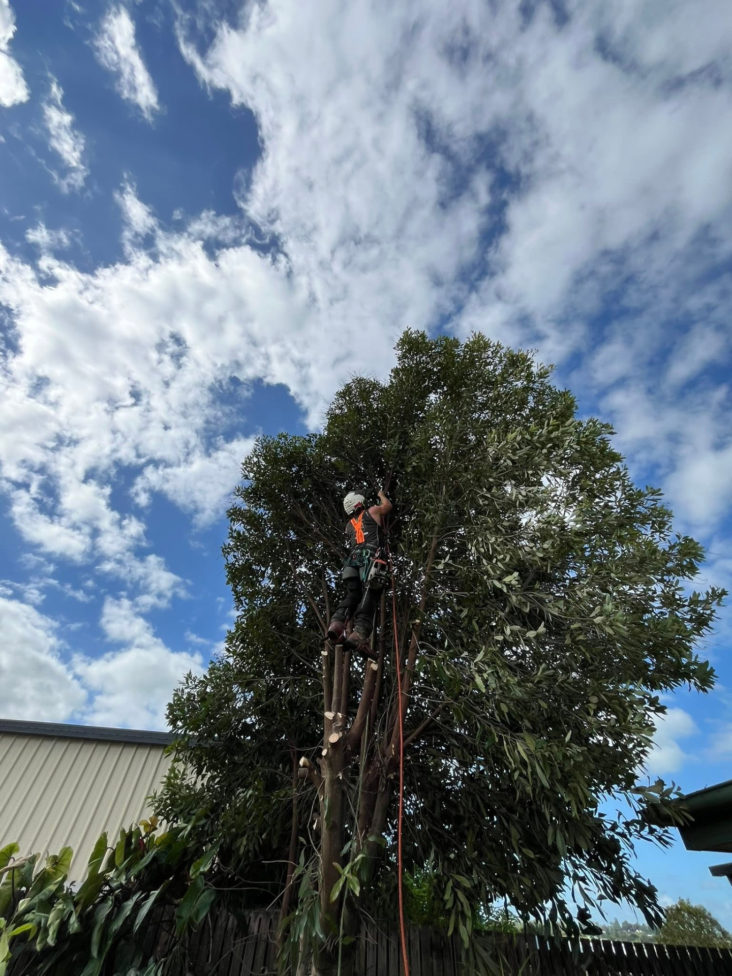 Climber roped into a large tree taking the top out above a Mackay shed