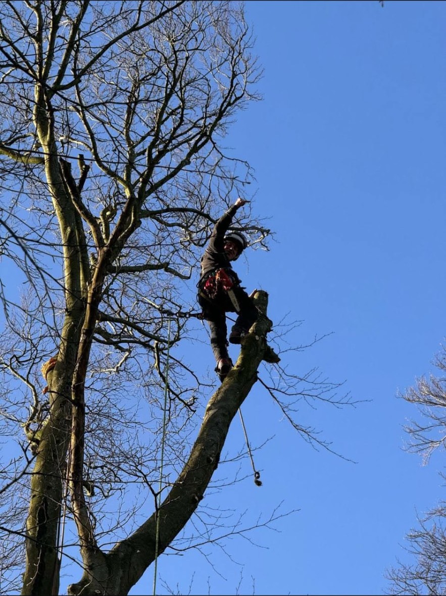 CJM Lawn Care arborist roped high in a tree pruning branches in Mackay