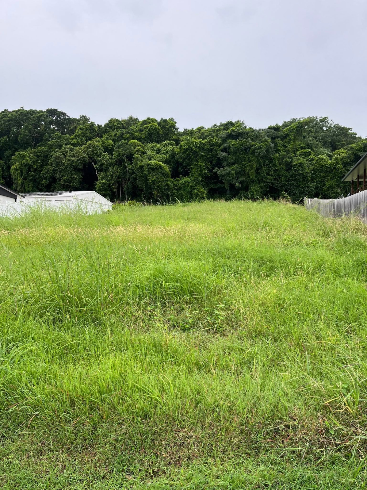 Overgrown Mackay block with waist-high grass before CJM Lawn Care slashed it