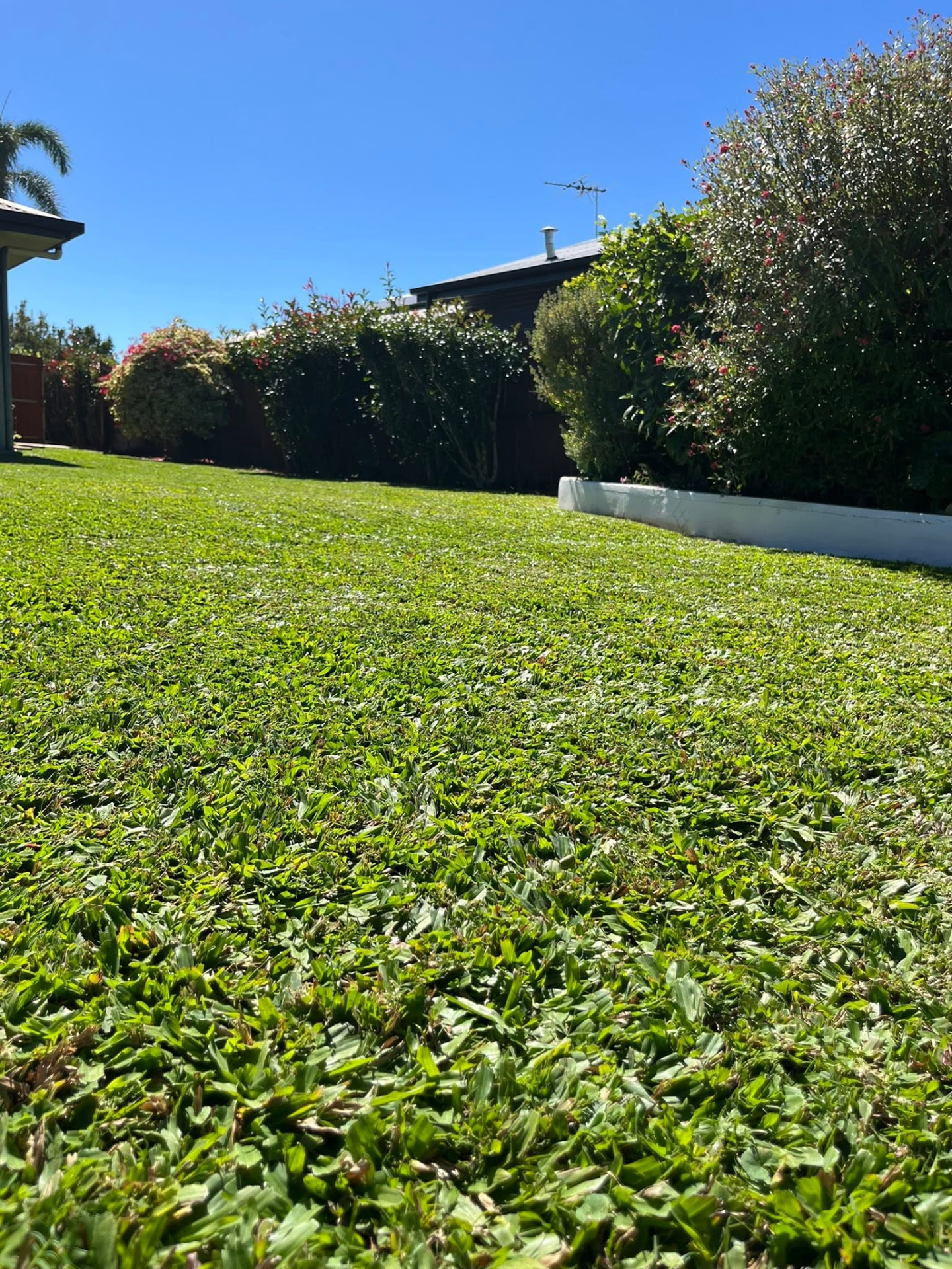 Thick green backyard lawn edged against a white retaining wall and flowering hedge