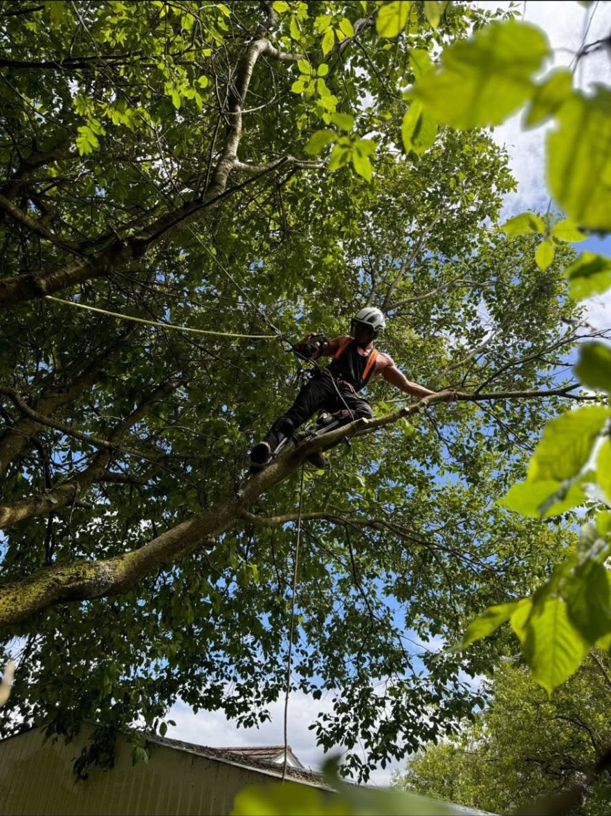 Arborist pruning limbs high in a leafy canopy