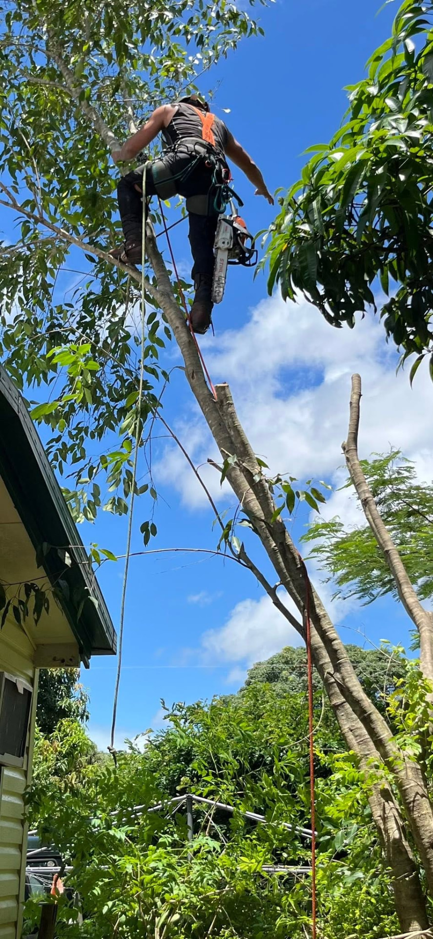 Climber roped in, taking limbs off a tree